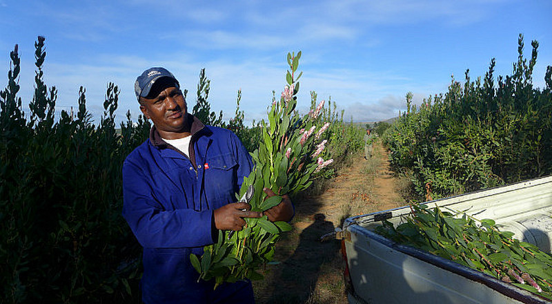 Harvesting the protea