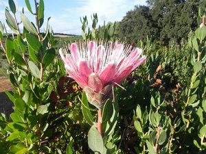 Protea in the fields, during our morning walk