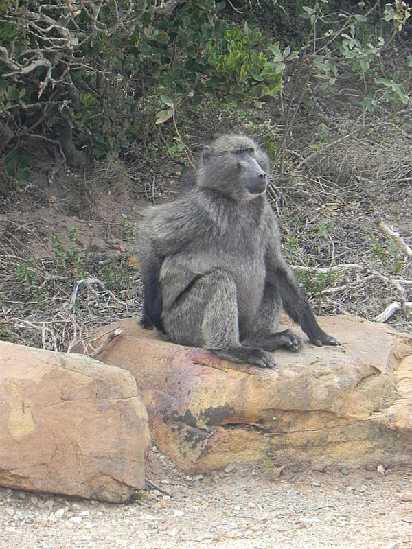 Baboon....yes, he is scratching his arse