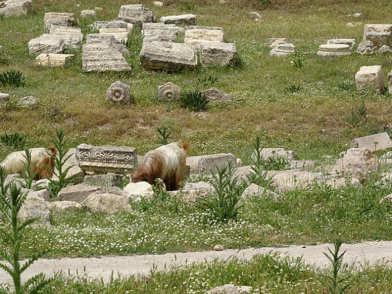Goats Grazing Among the Ruins
