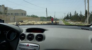 Sheep Jam on Way to Airport