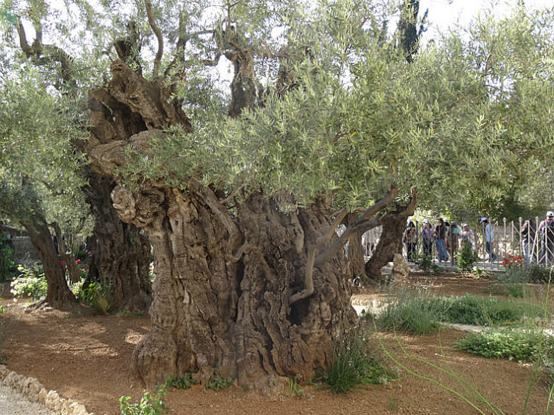 800-year-old Olive Tree