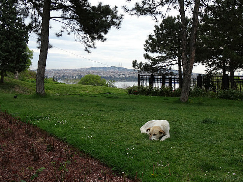 Topkapki Gardens, Overlooking the Bosphorus