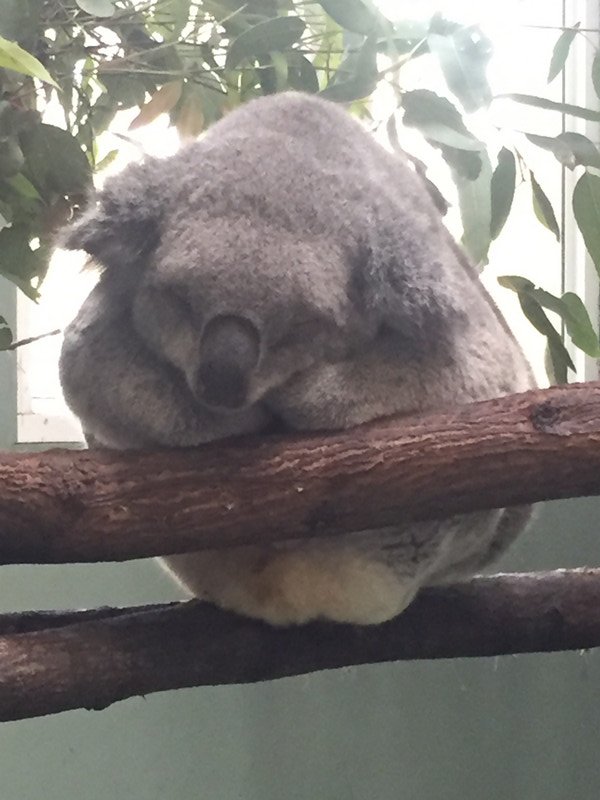 Sleepy Koala 