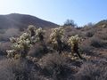 Gorgeous Stands of Cholla Cactus