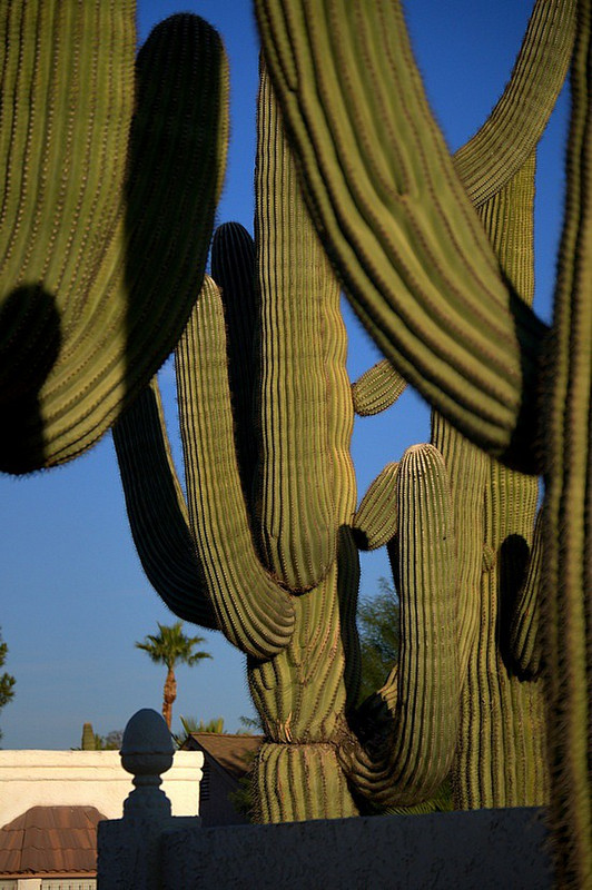 Mature Saguaro--Old, Stately and Statuesque