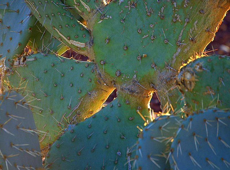 Evening Sun Through Cactus