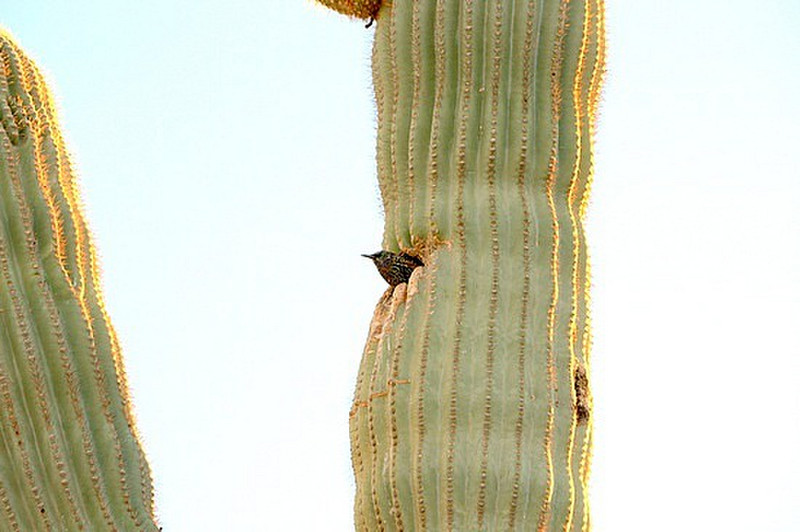 Prickly Roost for Cactus Wren
