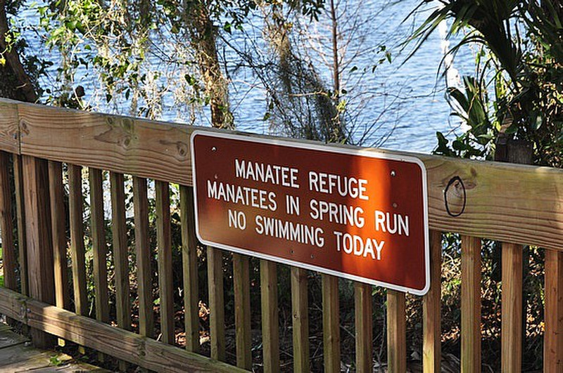 No Swimming w/the Manatees !