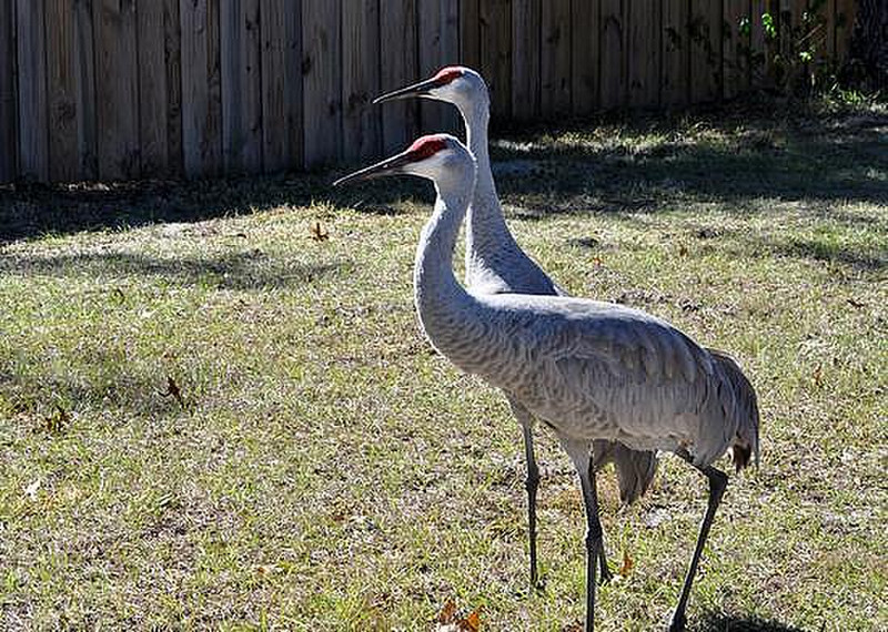 Sand Hill Cranes Stay in Pairs