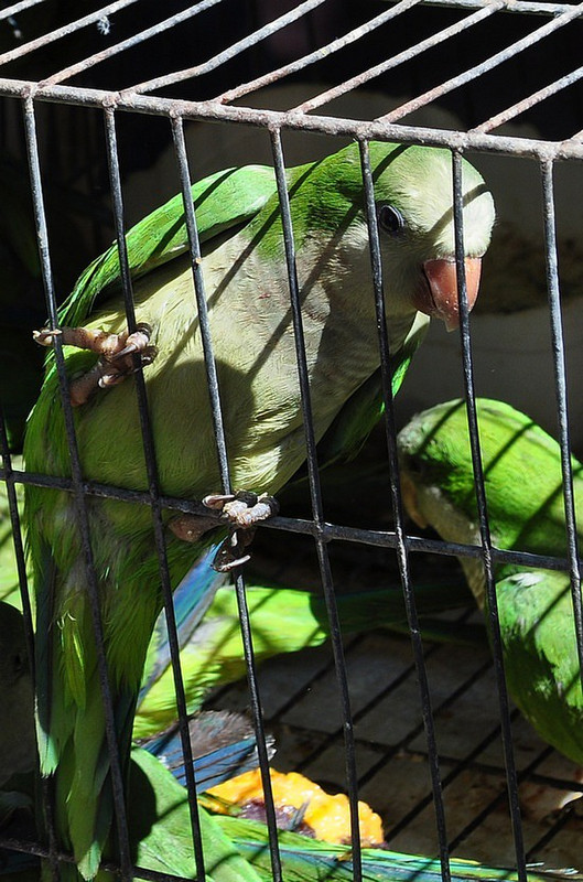 Parrots in Jail