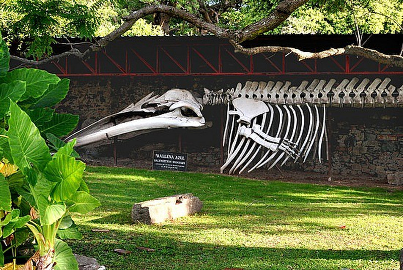 Actual Skeleton of a Blue Whale