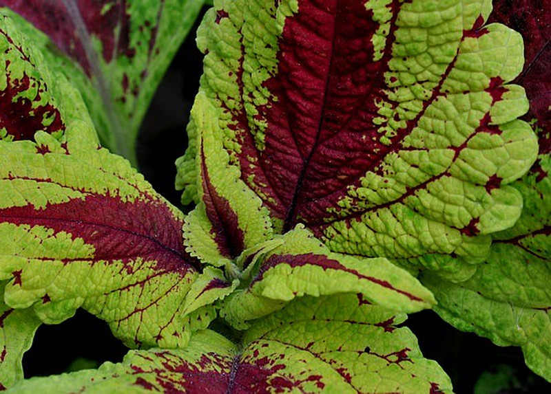 Red and Green Coleus