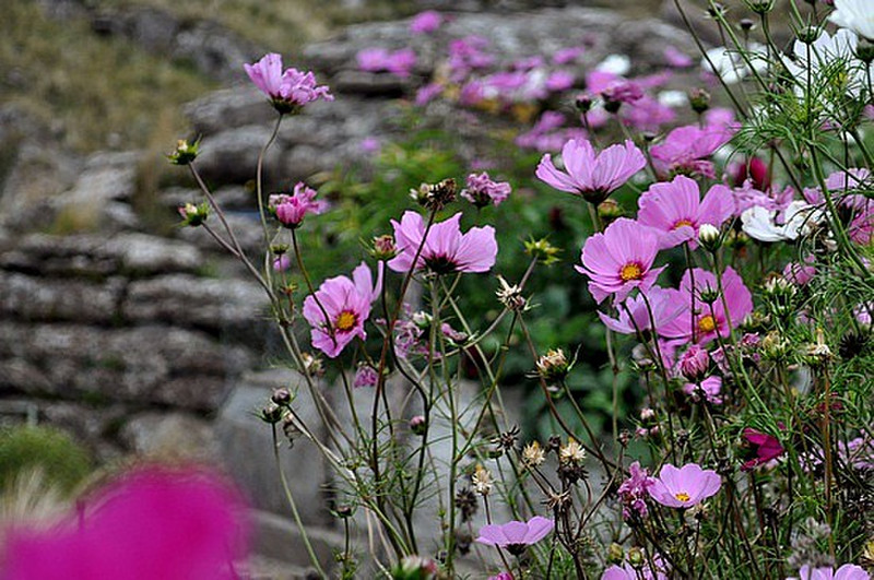 Cosmos on a Wall