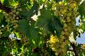 Green Table Grapes