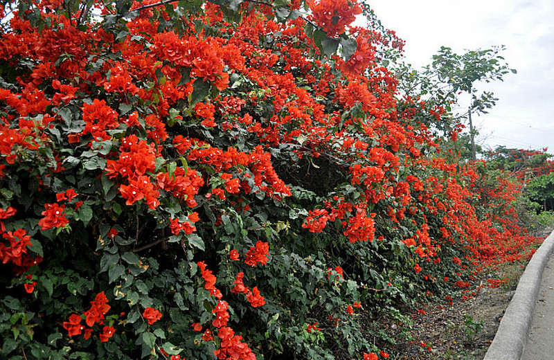 Bougainvillea