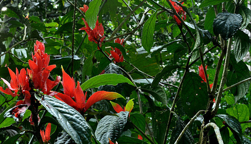 Jungle flower on grounds of the lodge