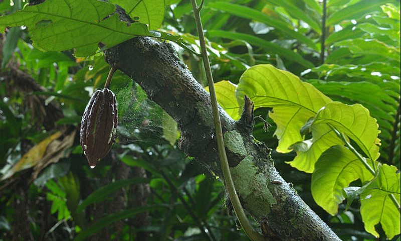 Cacao pod on grounds of the lodge