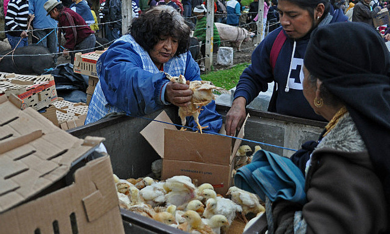 Lady selling baby chicks