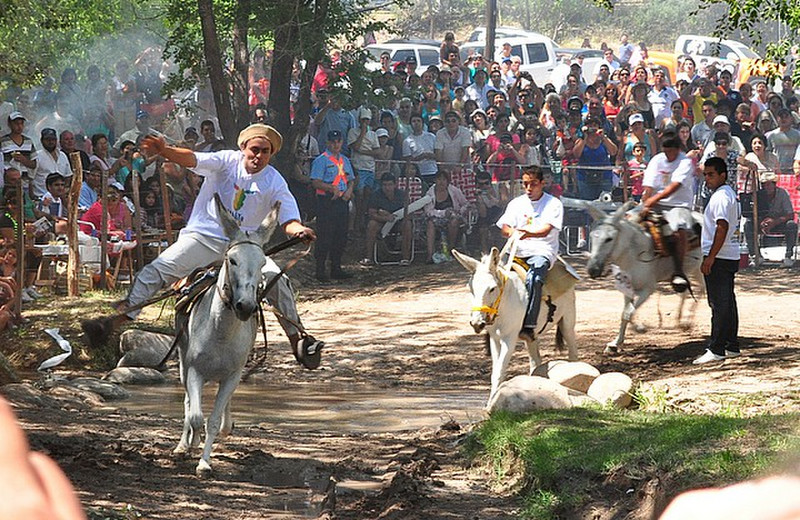Burro races