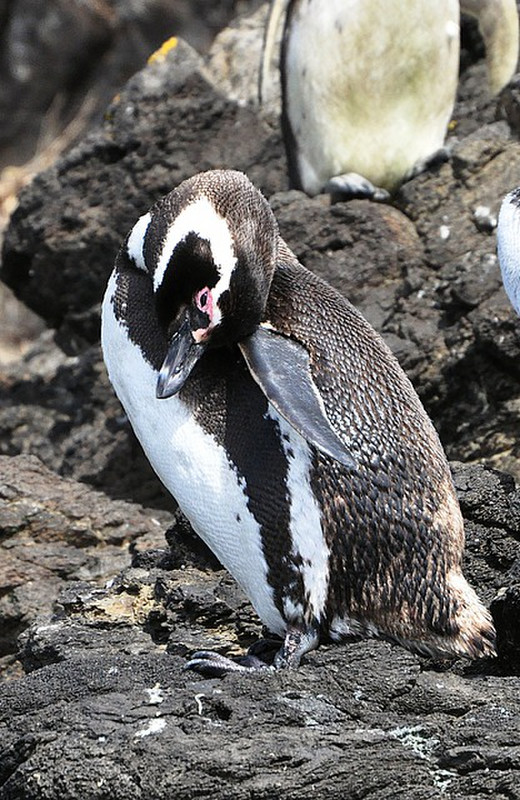Preening penguin