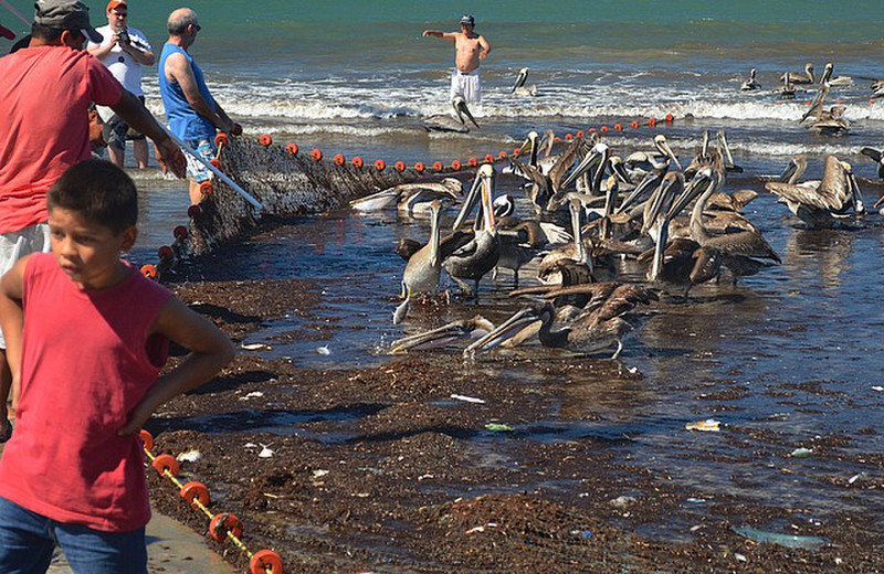 Brown pelicans go nuts over trapped fish