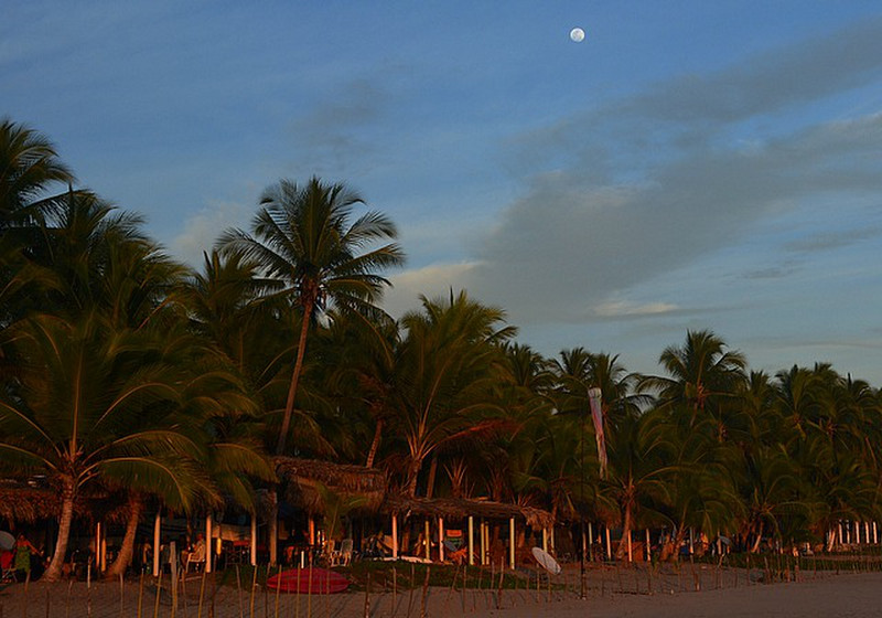 Evening light on the palms