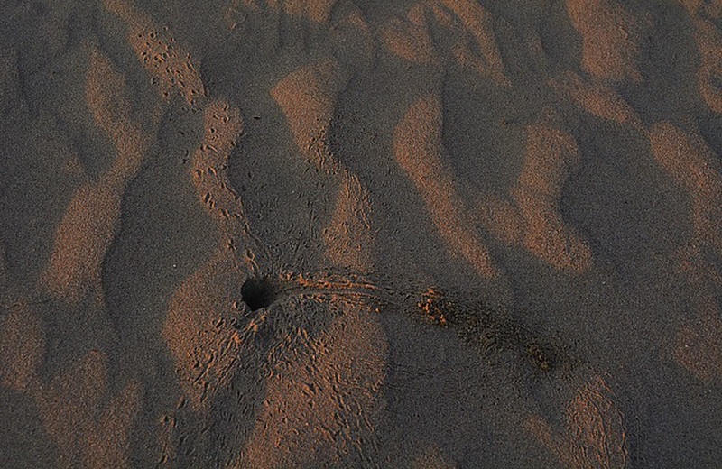 Critter tracks in the sand
