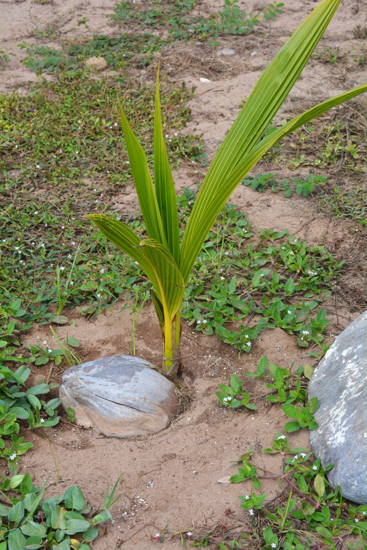 How to grow a coconut palm 