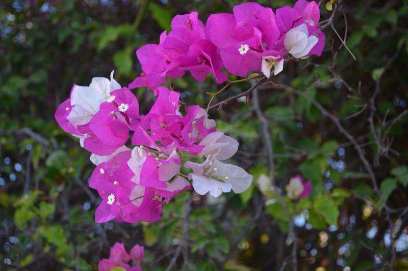 Pink and white Bouganvilla on one plant
