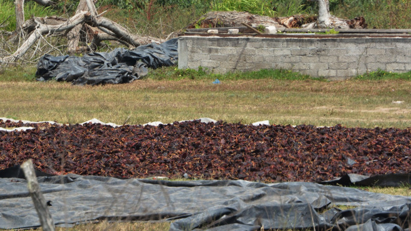 Drying chiles 