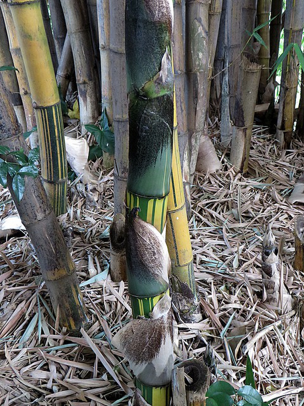 Striped bamboo 