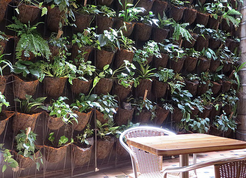 Living wall in Crepes and Waffles