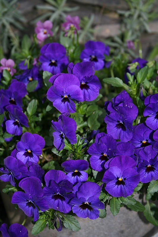 More spring flowers - violas