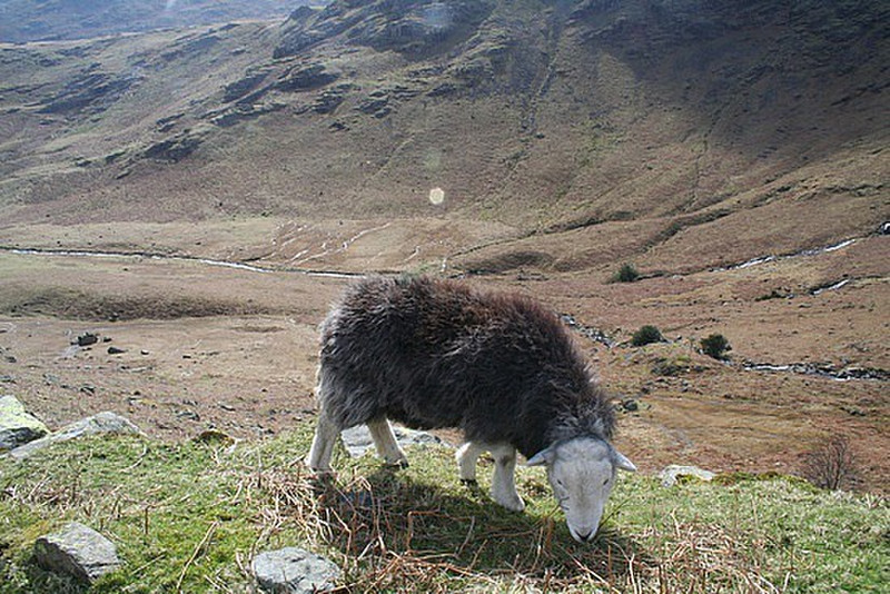 The locals at Wrynose Pass