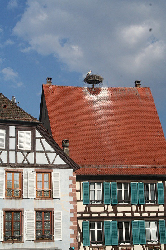 Storks, nesting in Ribeauville