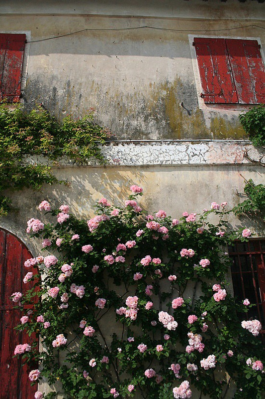 Roses on the wall