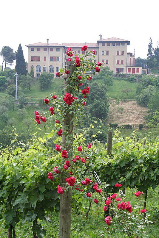 The vines at our villa at Asolo