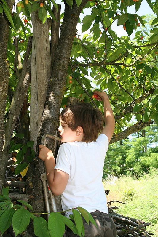 Tom, climbing the cherry tree