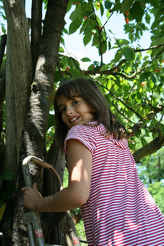 Georgia, climbing the cherry tree