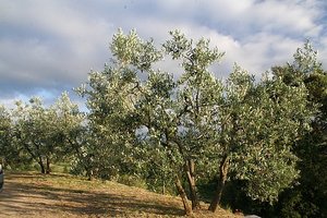 The olive groves 