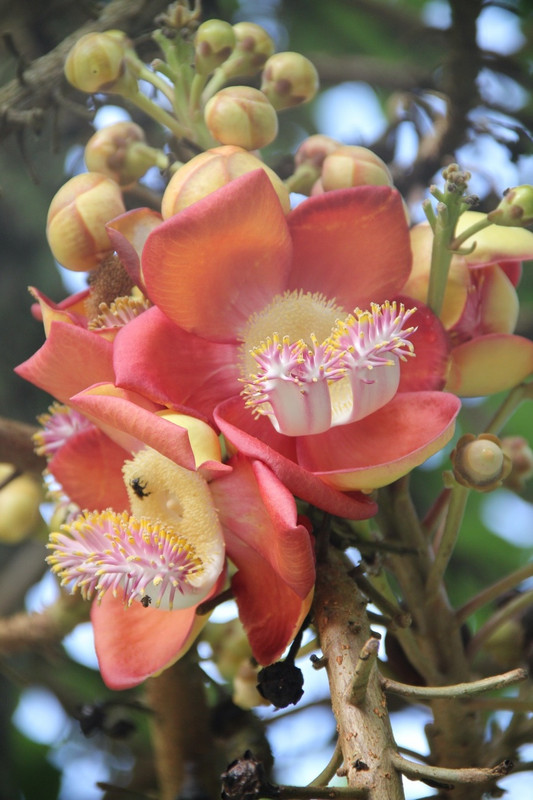 Cannonball tree flower