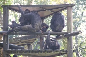 Chimps...waiting for the rain to stop