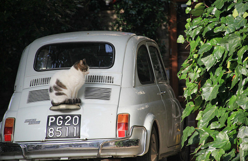 How Italian - cat on Cinquecento
