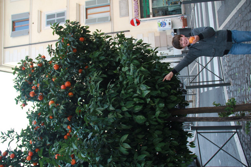 Picking mandarins on the streets of Rome