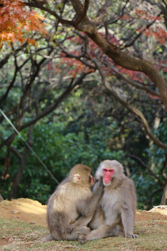 Monkeys, at Arashiyama 