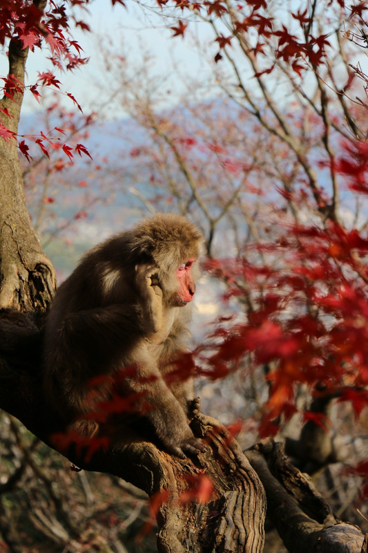 Monkeys, at Arashiyama 