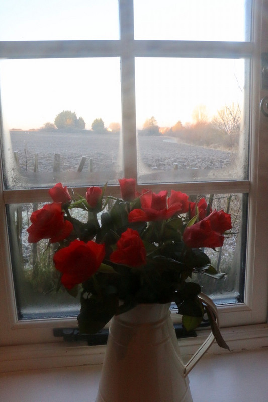 Kitchen window view!