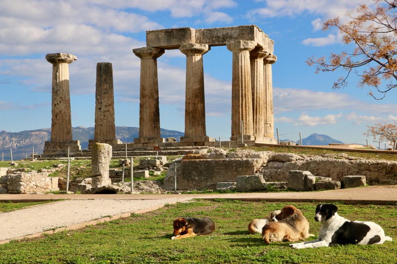 Dogs of the Temple of Apollo! 