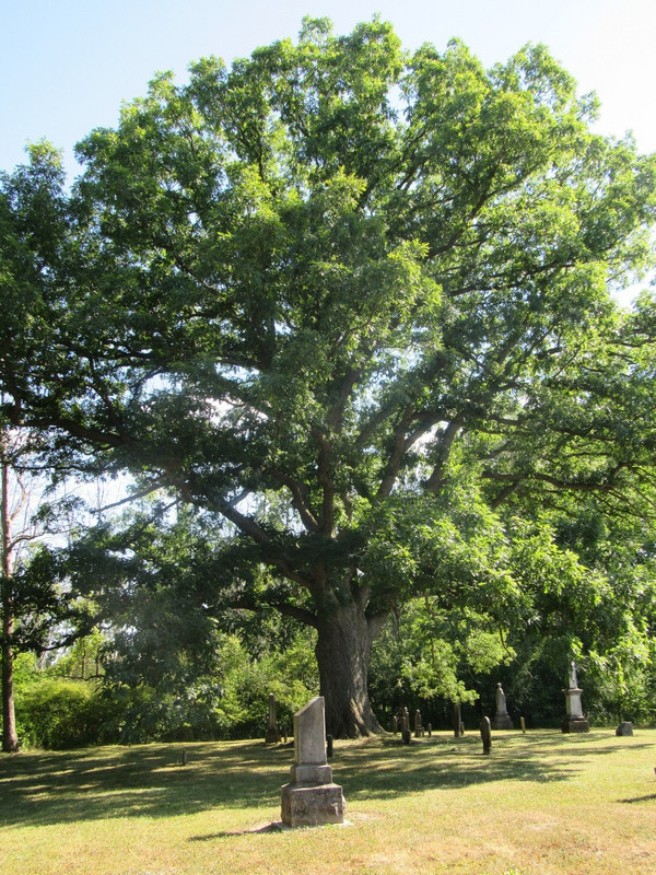 Oak Tree as a Clue